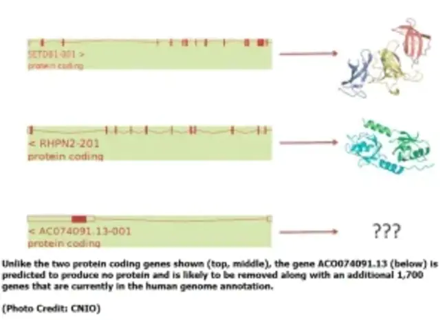 Human Genome Coordinating Committee : 人类基因组协调委员会