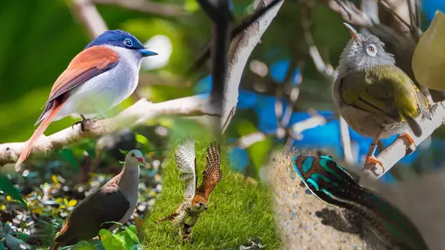 Endemic Bird Area : 特有鸟类区