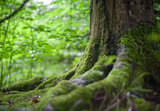 Forest Reserve : 森林保护区