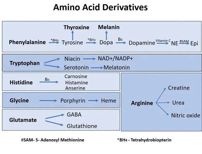 Amino Acid Analysis : 氨基酸分析