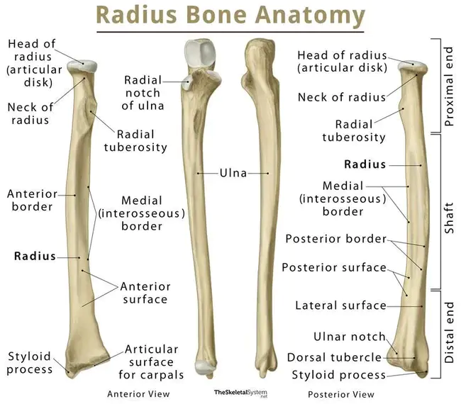 Radius : 半径