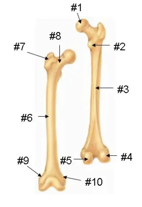 Femur Length : 股骨长度