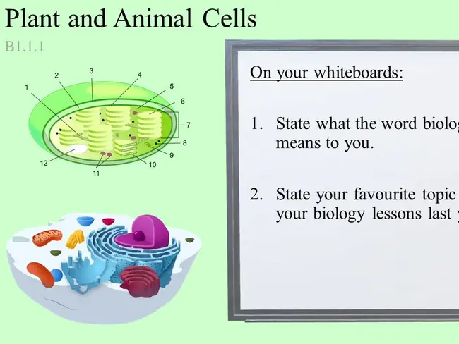 Cell Regeneration System : 细胞再生系统