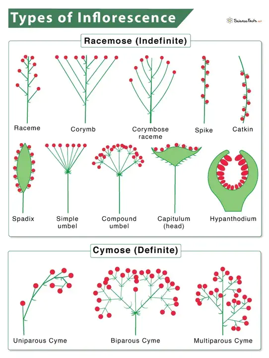 Inflorescence Appearance : 花序外观