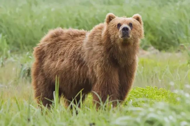 Bear Conservation : 熊保护