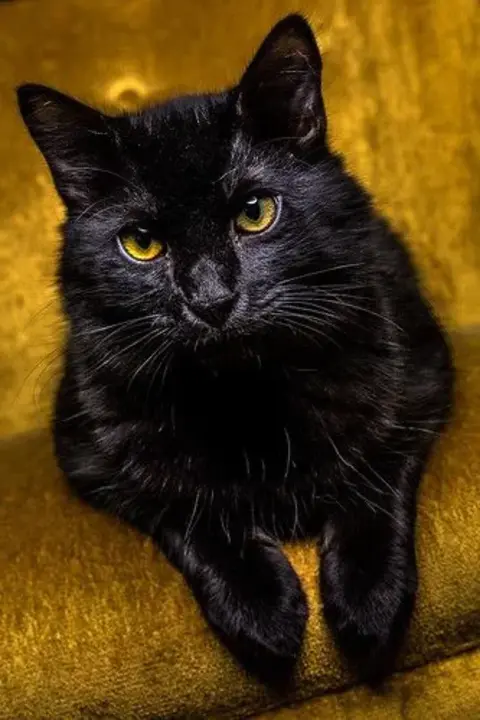 Black Cat : 黑猫