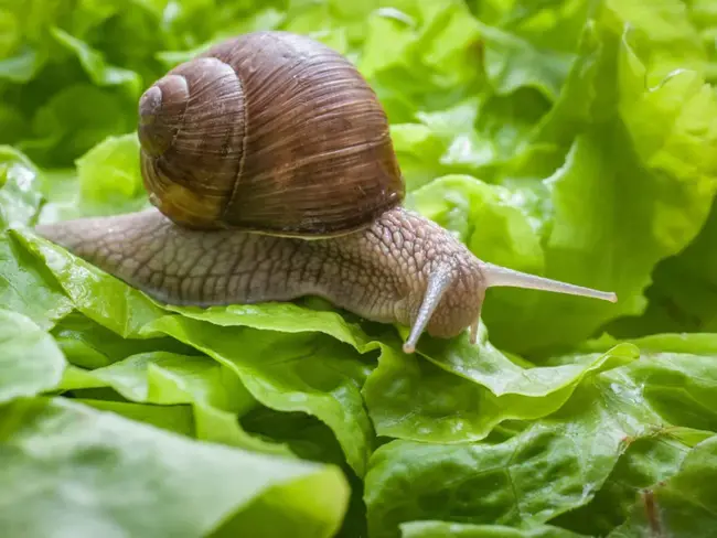 Snails Taste Delicious : 蜗牛尝起来很好吃