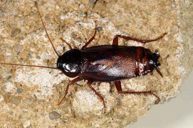 Cockroach : 蟑螂