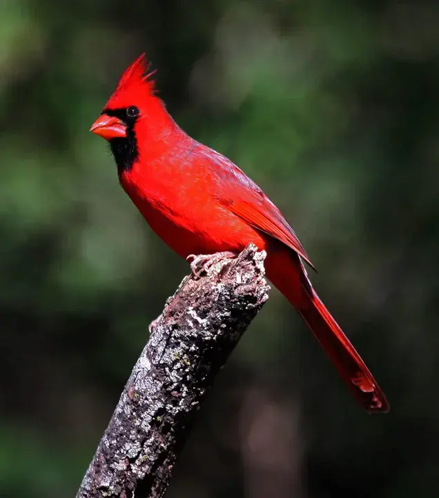 Cardinal : 红衣主教