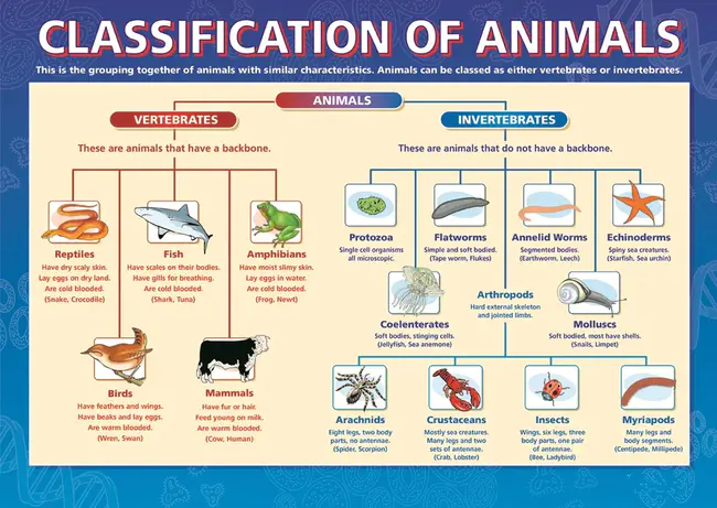 Classification : 分类