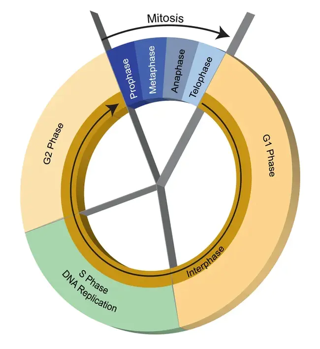 Cell Division Cycle : 细胞分裂周期