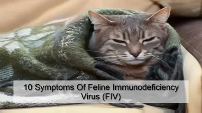 Feline Immunodeficiency Virus : 猫免疫缺陷病毒