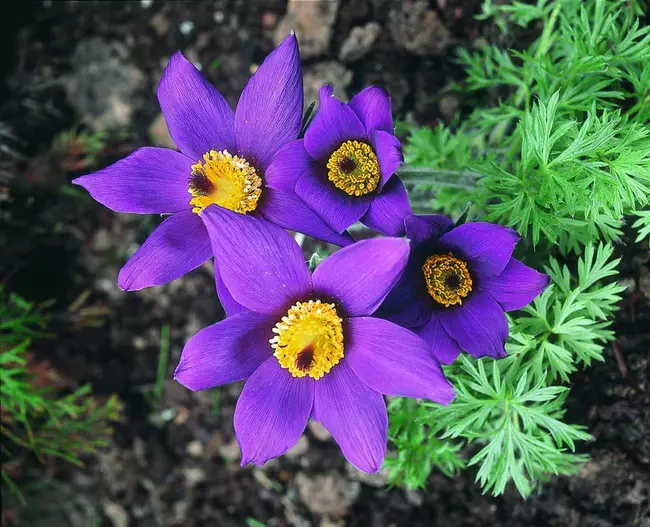 Pulsatilla : 白头翁属