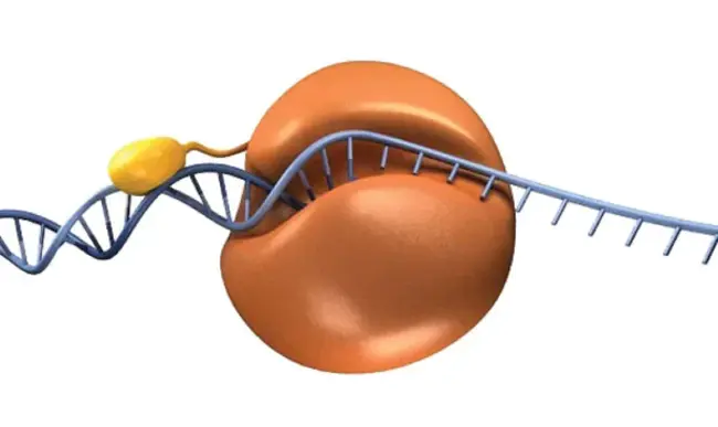 Polymerase Basic : 聚合酶碱性