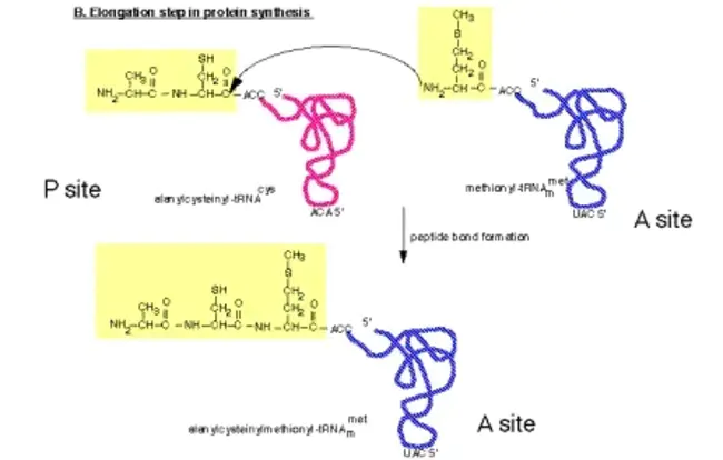 Peptidyl Transfer : 肽基转移