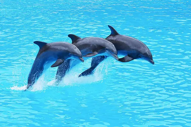 Dolphin Energy Club : 海豚能量俱乐部