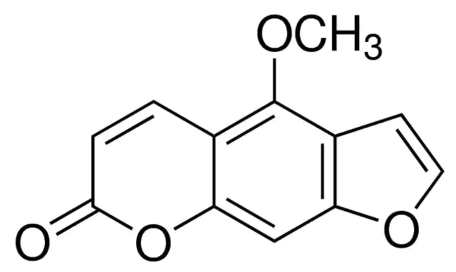 Bergaptene Free : 自由基