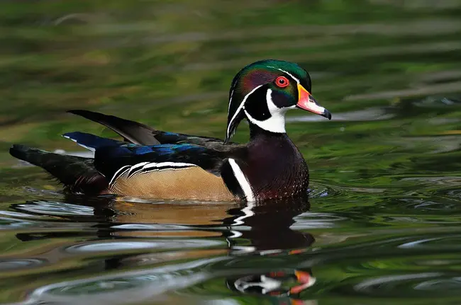 Wood Duck : 木鸭