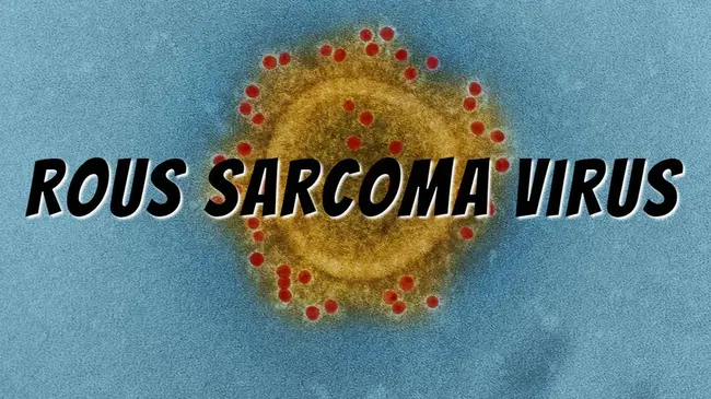 Rous Sarcoma Virus : 劳斯肉瘤病毒