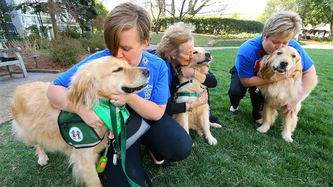 Therapy Dogs International : 国际治疗犬