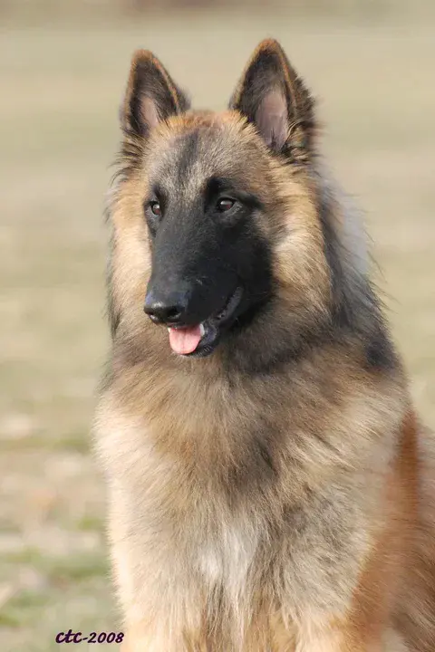 Belgian Mastiff : 比利时獒犬