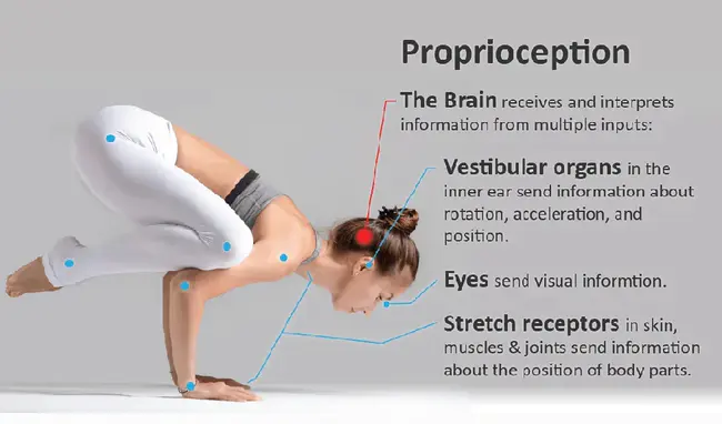 Proprioceptive Neuromuscular Facilitation : 本体感觉神经肌肉促进