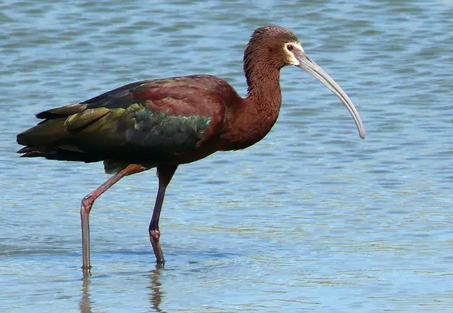 White-Faced IBis (Plegadis chihi) : 白脸朱鹭 (Plegadis chihi)