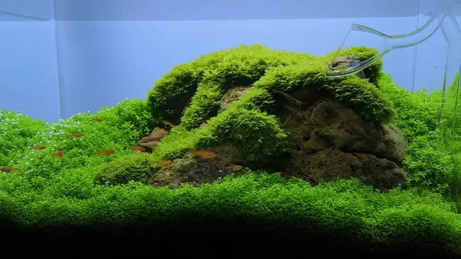 Nature Aquarium : 大自然水族