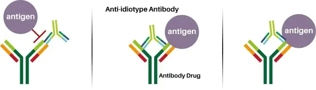 Anti Mitochondrial Antibodies : 抗线粒体抗体