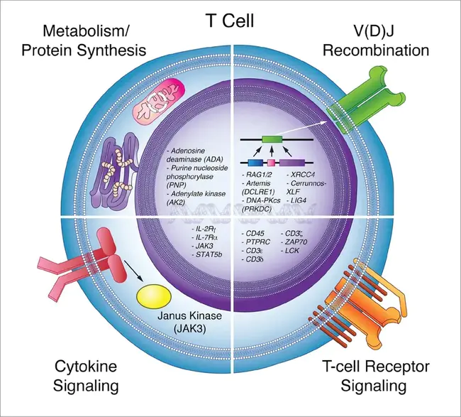 ImmunoDeficiency : 免疫缺陷