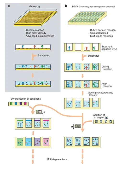 Microarray Expression : 微阵列表达