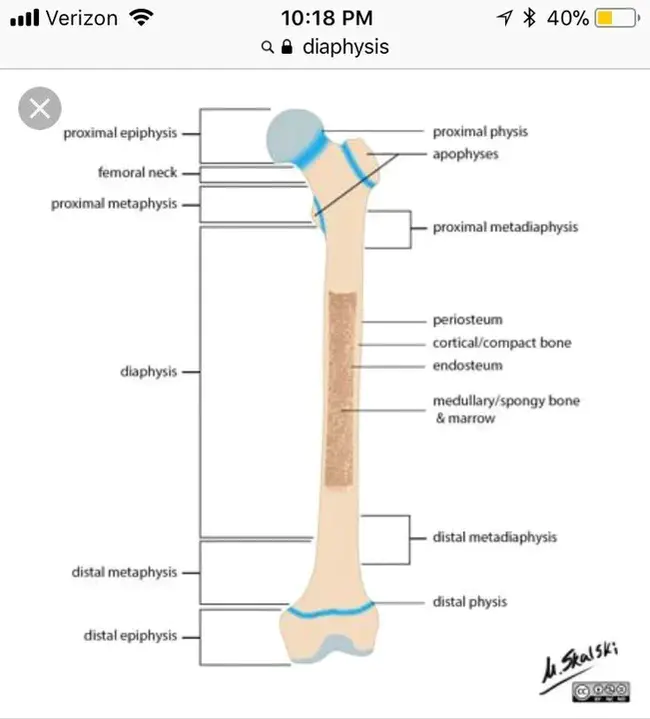 Metaphysis and Epiphysis : 干细胞和骨骺