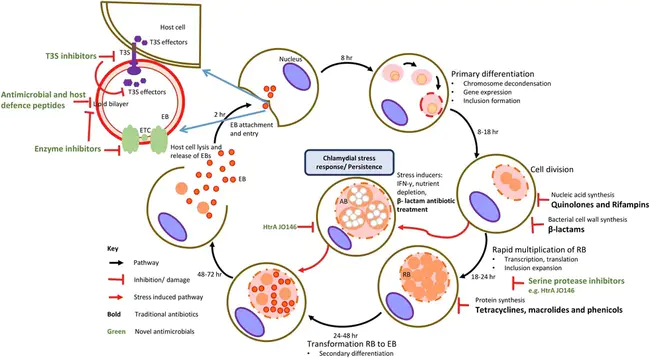 Chlamydial Proteasome–like Activity Factor : 衣原体蛋白酶体样活性因子