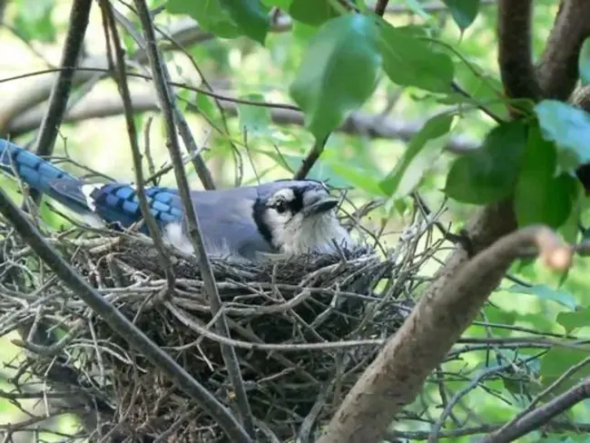 Baby Jay : 宝贝周杰伦