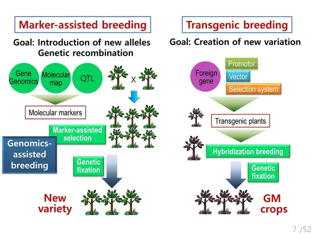 Breeding Soundness Examination : 育种稳健性检验