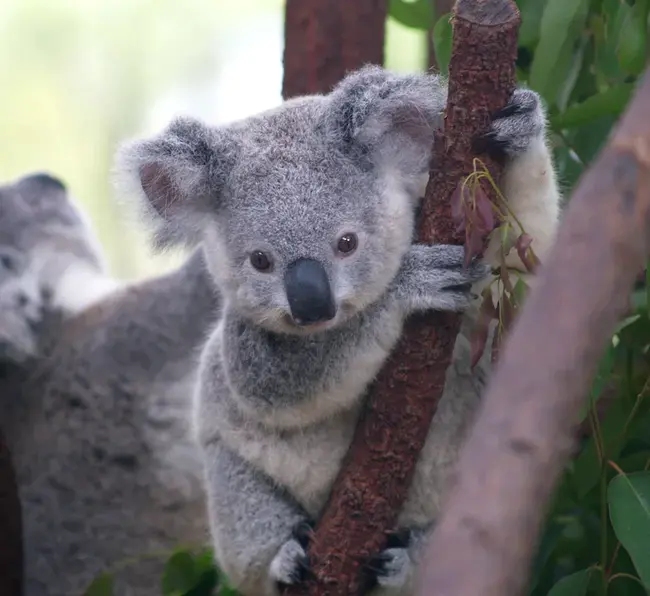 Koala Overlord : 考拉霸王