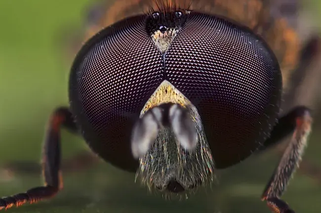 Microphotography Standard : 显微照相标准