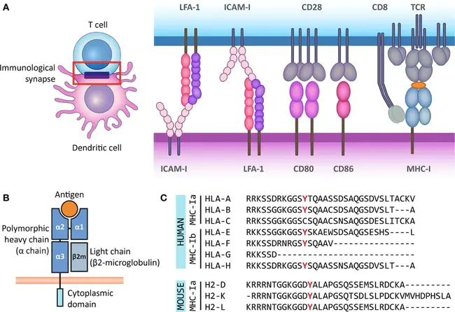 Mhc Based Suppression : 基于MHC的抑制