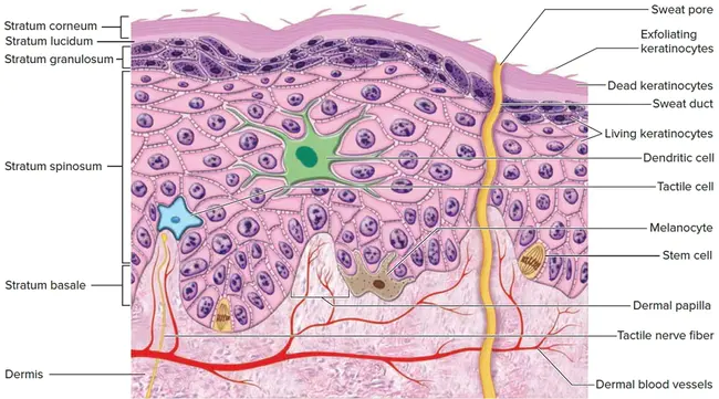 Epidermal Fragments : 表皮碎片