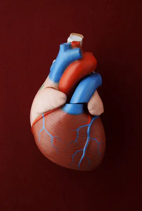 Ejection Fraction : 射血分数