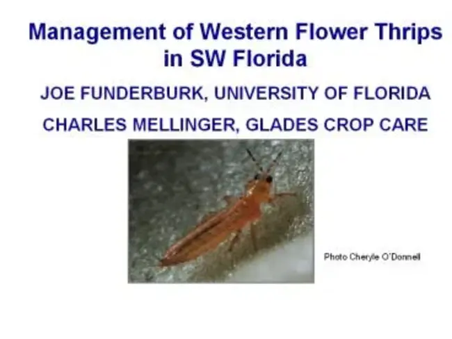 Western Flower Thrips : 西方花蓟马