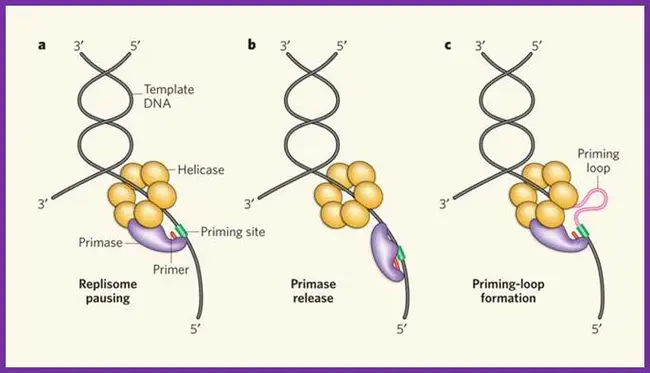 Primosome ASsembly : 初体装配