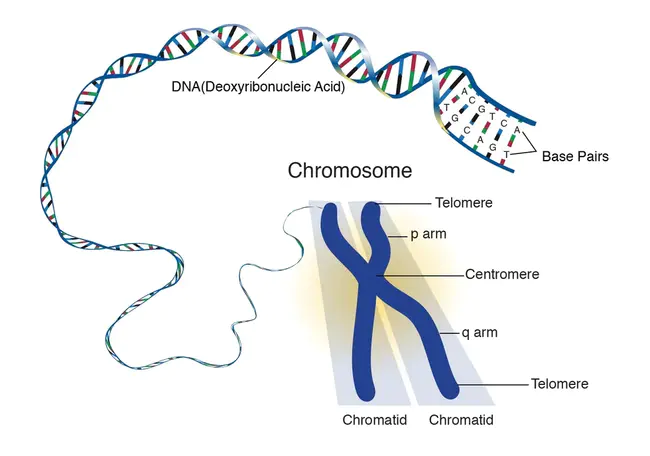 Chromosome Insertion Sequence : 染色体插入序列
