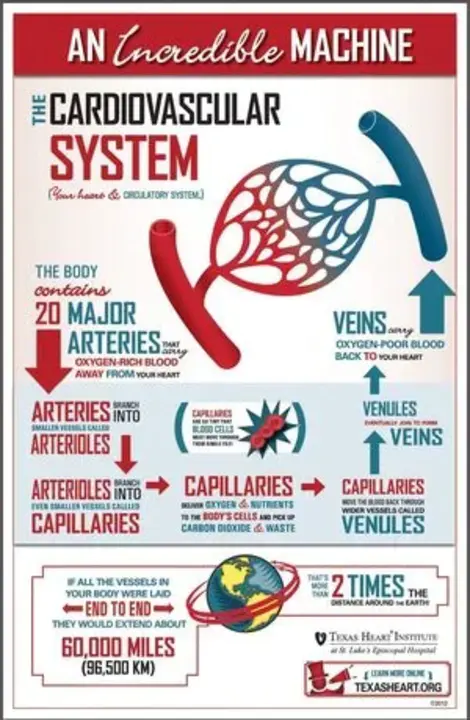 Mechanism Of Injury : 损伤机理