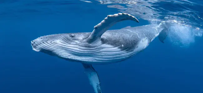 Whale and Dolphin Conservation Society : 鲸豚保护协会