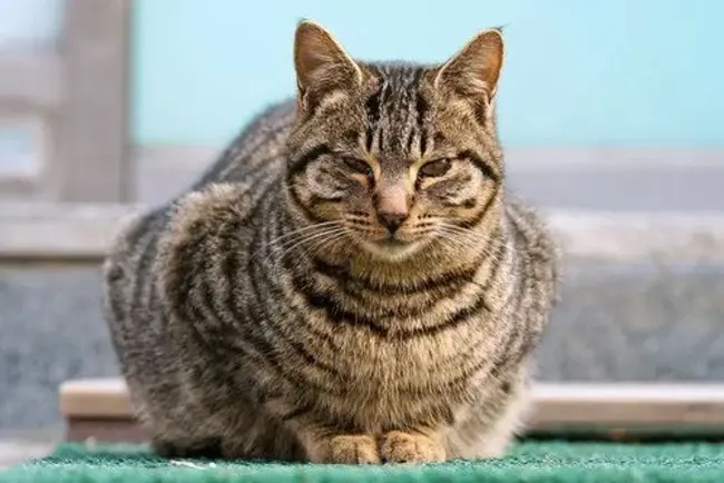 Wild Cat : 野猫