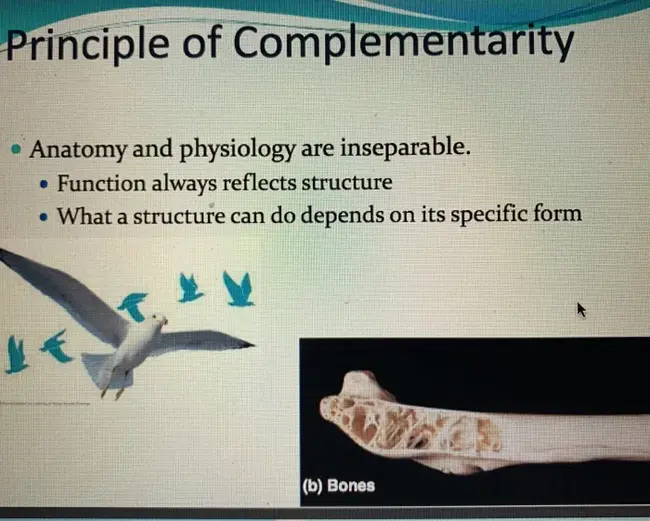 Complementarity Determining Region : 互补决定区