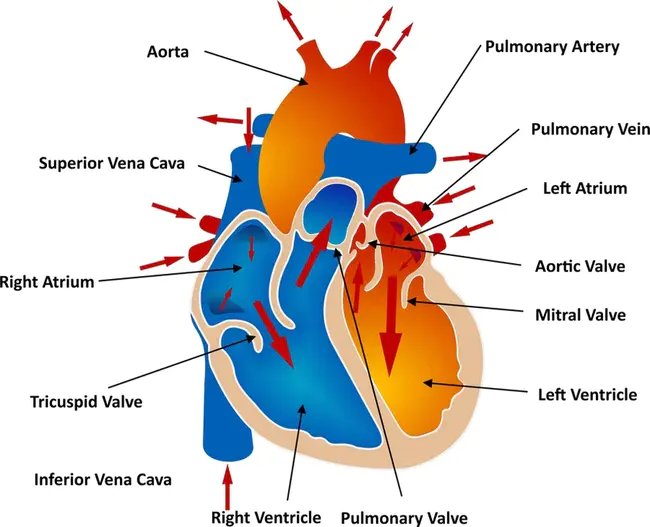 Mean Pulmonary Artery : 平均肺动脉