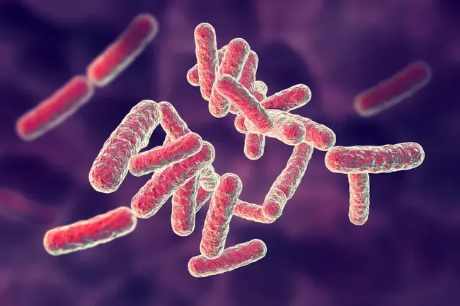 Pseudomonas Resistance And Fenthion : 抗假单胞菌和苯硫磷