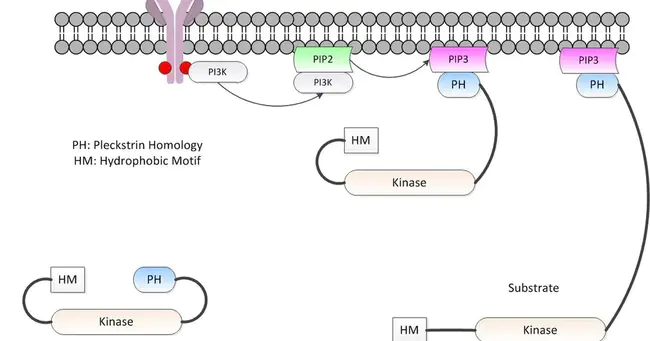 Pleckstrin Homology : Pleckstrin同源性